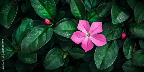 Vinca flower showcases its vibrant pink color against a backdrop of lush green leaves, creating a stunning visual of the vinca flower s beauty and unique characteristics. photo