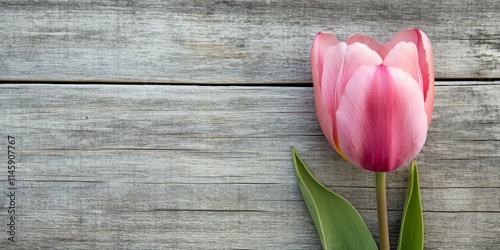 Beautiful pink tulip flower elegantly placed on a wood background, offering a delightful touch of nature. This pink tulip flower is perfect for adding a splash of color and charm, with appealing copy