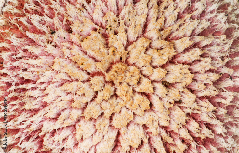 pink floral background textured pink floral background textured