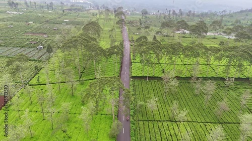 Panoramic aerial view of a road running through the tea leaf fields of the Bedakah plantations. photo