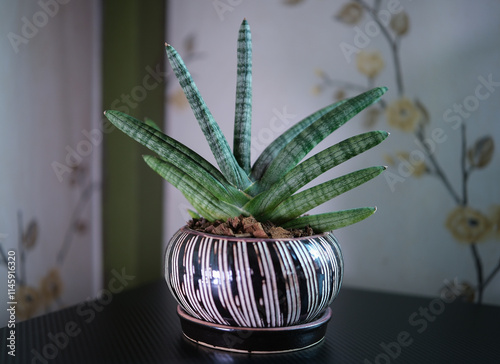 The Sansevieria stuckyi in  pot is an auspicious plant of Thailand since ancient times, which enhances prestige.