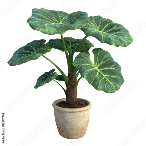 Potted plant, white isolate background