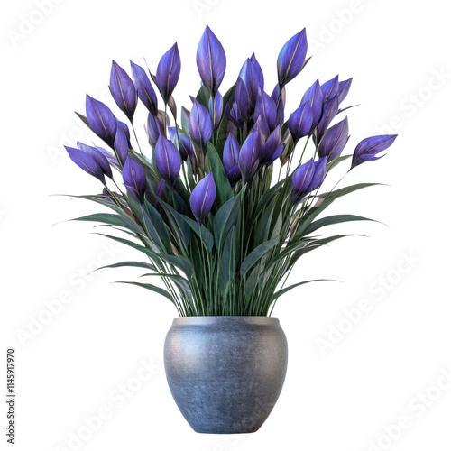 Purple tulip bouquet, white isolate background photo