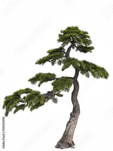 Bonsai tree isolated on white background with copy space. photo