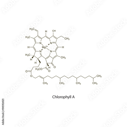 Chlorophyll B flat skeletal molecular structure Colouring agent treatment. Vector illustration scientific diagram.