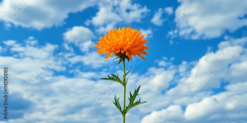 Blooming Carthamus tinctorius, also known as false saffron, stands vibrant against a blue sky adorned with clouds, showcasing the beauty of Carthamus tinctorius in its natural setting. photo