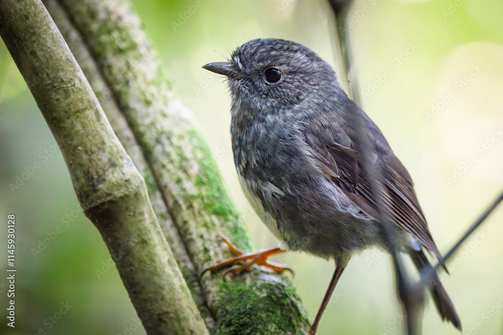 Fototapeta premium North Island Robin, also known as toutouwai, perched on tree branches. Wellington.