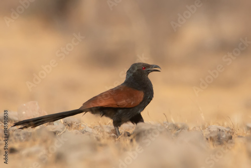 red-winged blackbird photo