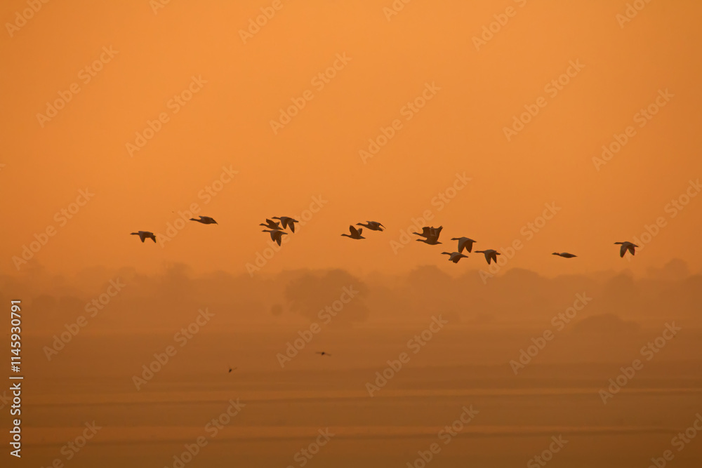 Obraz premium birds on sunset