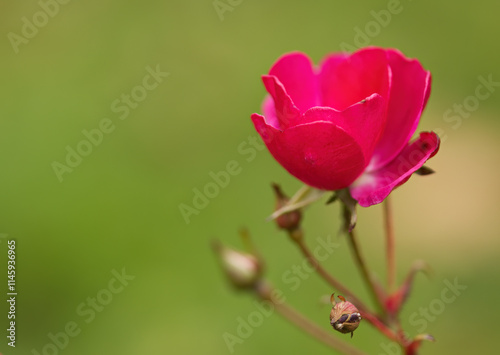 Fototapeta Naklejka Na Ścianę i Meble -  pink rosebud opening surrounded by a green background, pink rose in full bloom, beautiful rose and buds, blossom with green surrounding