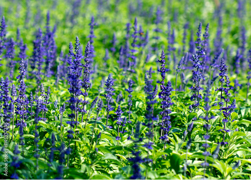 purple blue salvia flowers fresh color background