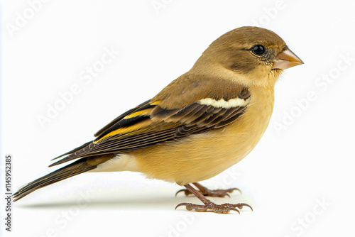 Full-body side view of a goldfinch, perched, isolated on a clean white background, showing vibrant yellow plumage and detailed feather texture.