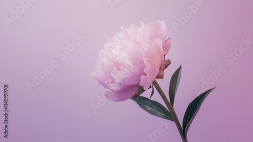 A single pink peony against a soft lavender background, close-up shot, Minimalist style