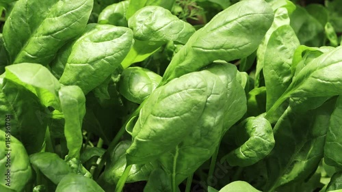 Young greens of young spinach growing in beds, top view, close-up.