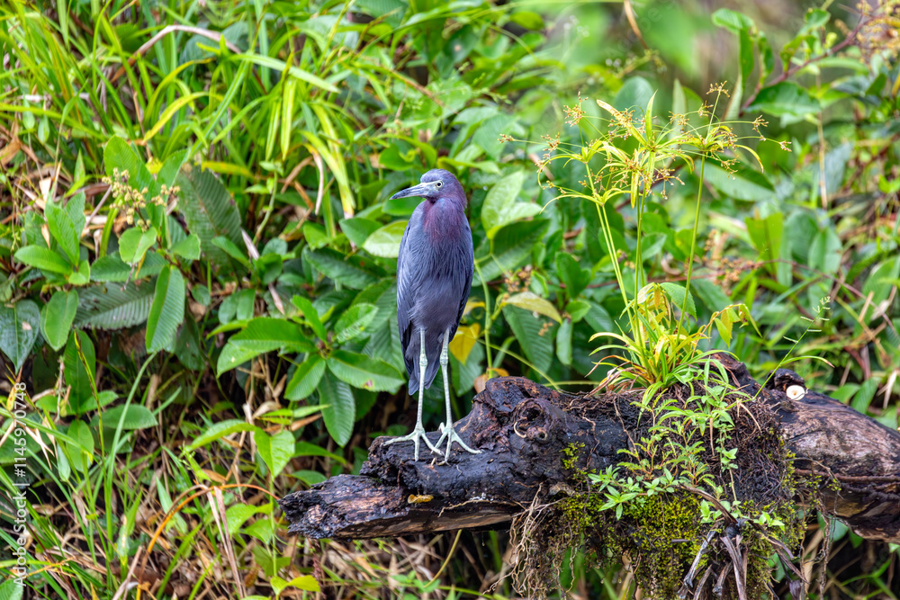 Naklejka premium The little blue heron (Egretta caerulea), small heron of the genus Egretta, Refugio de Vida Silvestre Cano Negro, Wildlife and bird watching in Costa Rica.