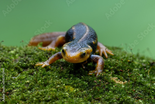 Himalayan Newt or Crocodile Newt (Tylototriton verrucosus) is a species of newt found in Southeast Asia. photo