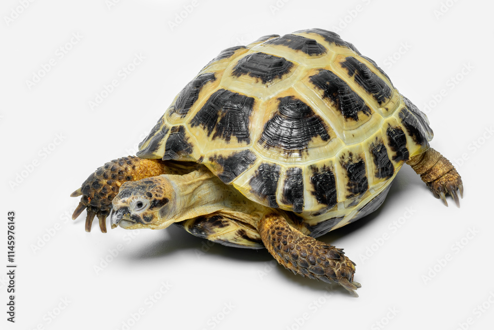 Obraz premium The Russian Tortoise (Testudo horsfieldii) is endemic to Central Asia.