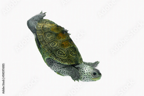 The Diamondback Terrapin (Malaclemys terrapin) is one of the most beautiful turtles in the world. They got their name due to the diamond pattern on the upper shell. photo