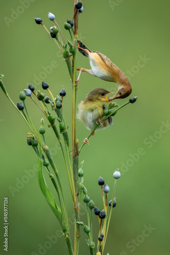 The Zitting Cisticola (Cisticola juncidis) is feeding insects to its chick.