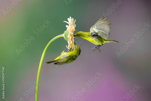 The Oriental White-eyes (Zosterops palpebrosus), is a small passerine bird in the white-eye family.