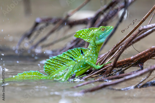 Wallpaper Mural Plumed green basilisk (Basiliscus plumifrons), sitting on branch protruding from water, rainy tropical weather with raindrops in water. Refugio de Vida Silvestre Cano Negro, Costa Rica wildlife . Torontodigital.ca