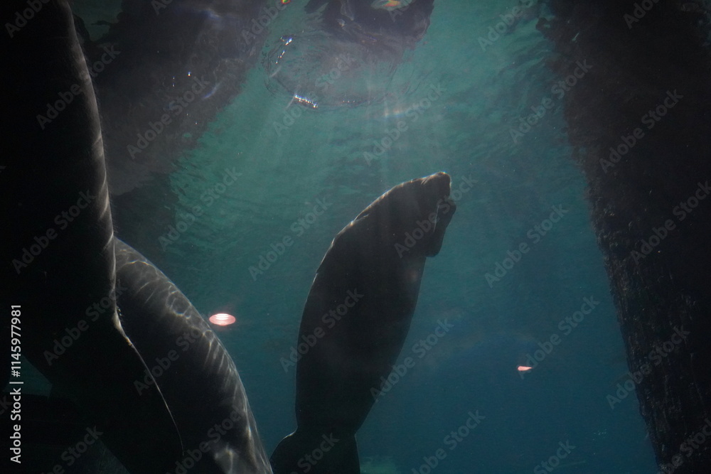 The manatee (Trichechus) is a large, slow-moving marine mammal often referred to as a The manatee (Trichechus) is a large, slow-moving marine mammal often referred to as a
