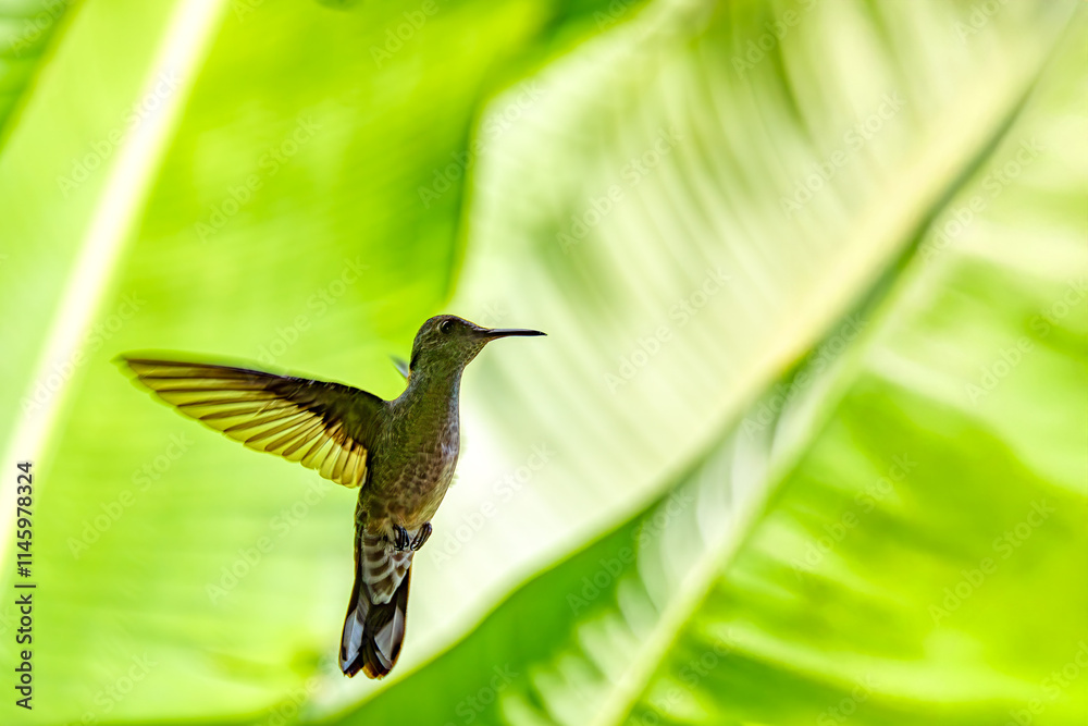 Fototapeta premium Silhouette of Rufous-tailed hummingbird (Amazilia tzacatl), Refugio de Vida Silvestre Cano Negro, Wildlife and bird watching in Costa Rica.