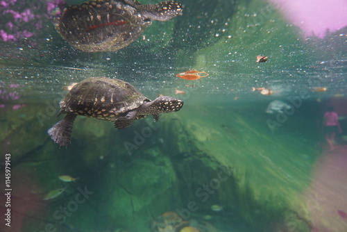 Water Tortoise Swimming