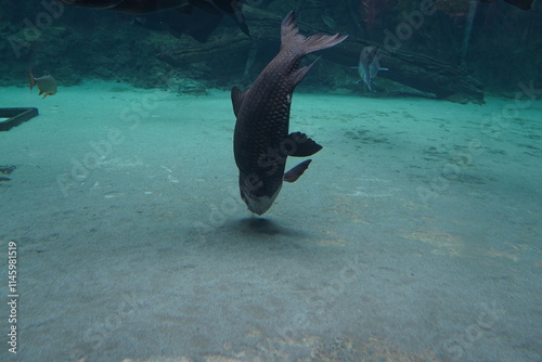 The Sand Tiger Shark (Carcharias taurus), also known as the gray nurse shark, is a large and fearsome-looking shark found in coastal waters around the world. Despite its intimidating appearance photo