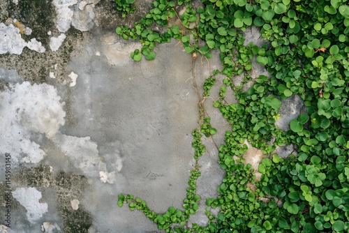 Wallpaper Mural Textured wall partially covered with vibrant green plants and creeping vines, showcasing a mix of concrete and natural elements. Torontodigital.ca
