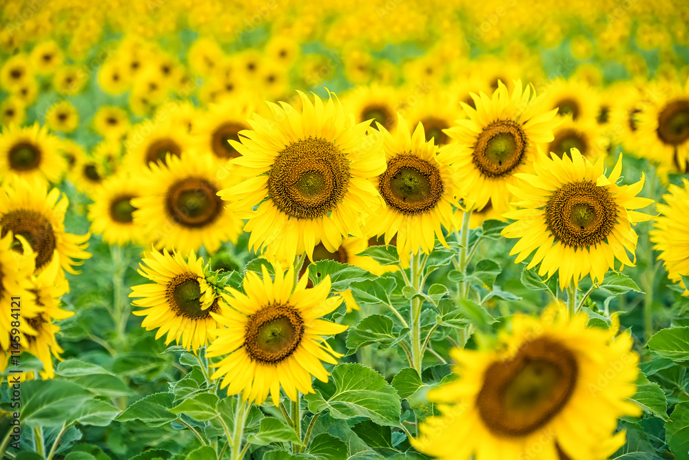 A Sunflower Field Captured in Perfect Detail, Highlighting the Brightness and Vivid Colors of Each Blooming Flower A Sunflower Field Captured in Perfect Detail, Highlighting the Brightness and Vivid Colors of Each Blooming Flower