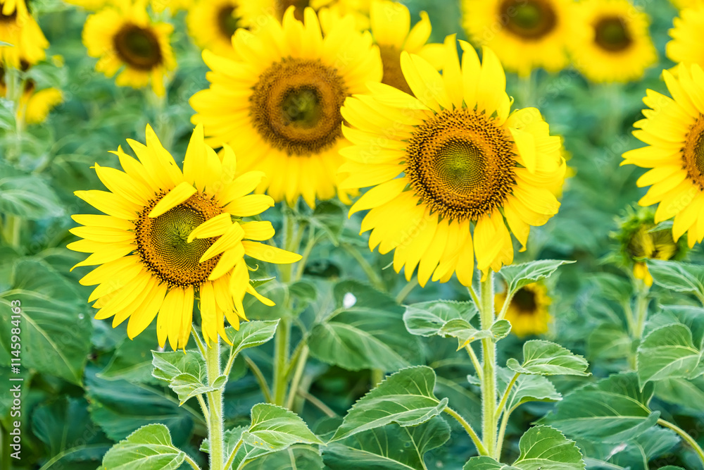 Obraz premium A Sunflower Field Captured in Perfect Detail, Highlighting the Brightness and Vivid Colors of Each Blooming Flower