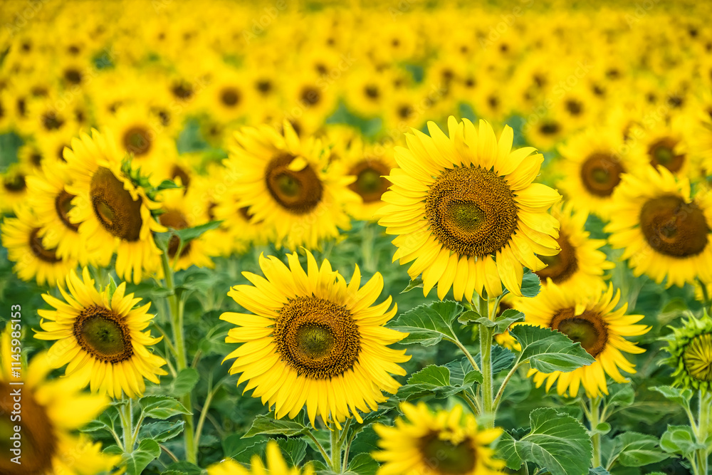 A Sunflower Field Captured in Perfect Detail, Highlighting the Brightness and Vivid Colors of Each Blooming Flower A Sunflower Field Captured in Perfect Detail, Highlighting the Brightness and Vivid Colors of Each Blooming Flower