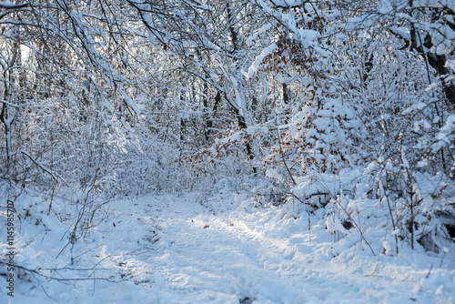 winter forest in the snow