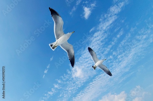 The flying seagulls in the sky 