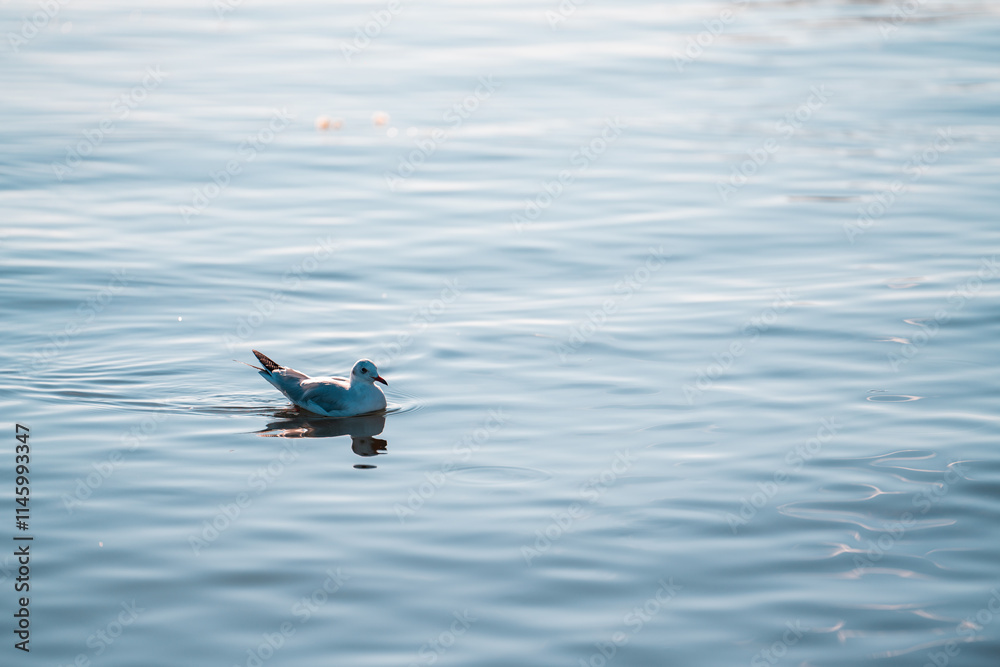 Fototapeta premium A lone seagull floats serenely on the calm waters of Erhai Lake in Dali, Yunnan, China. The gentle ripples reflect the bird's peaceful image.