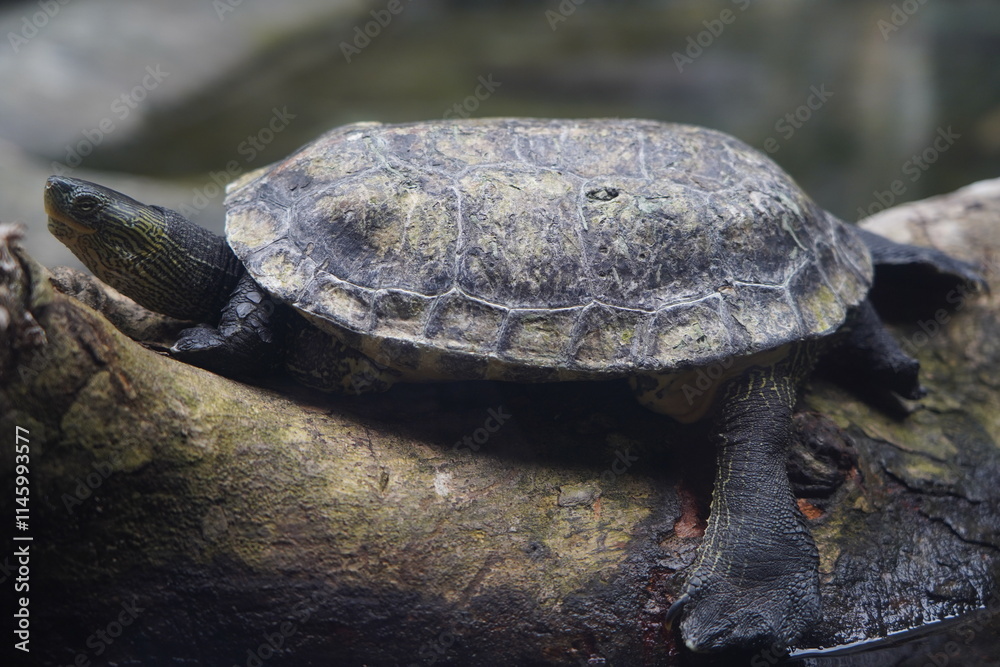 Obraz premium Common Thread Turtle