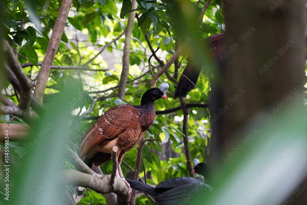 custom made wallpaper toronto digitalThe Helmeted Curassow (Pauxi pauxi) is a large, striking bird native to the Andean mountains of South America, specifically found in Colombia and northern Ecuador.