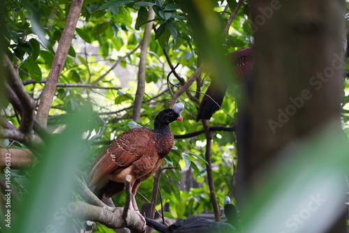 The Helmeted Curassow (Pauxi pauxi) is a large, striking bird native to the Andean mountains of South America, specifically found in Colombia and northern Ecuador. 