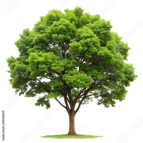 Tree isolated on transparent background