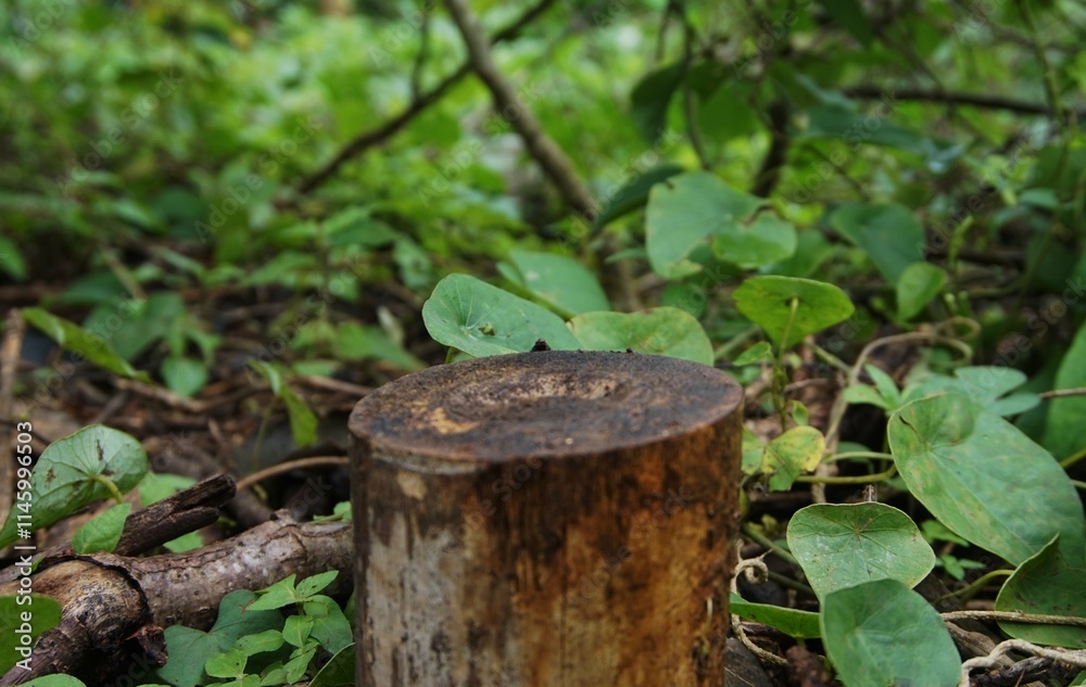 round piece of wood, pictured in the garden, suitable for advertising or product stands round piece of wood, pictured in the garden, suitable for advertising or product stands