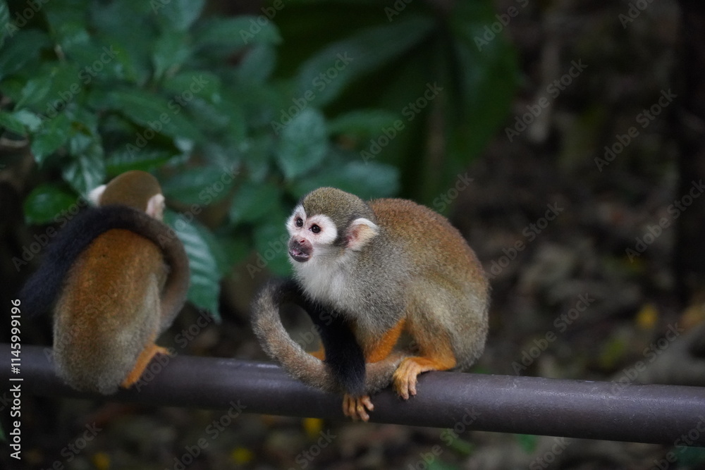 Obraz premium Central American squirrel monkey Primate
