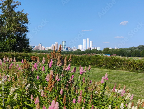 Wild flowers of the big city