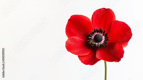 Fototapeta Naklejka Na Ścianę i Meble -  A single red anemone flower set against a stark white background, macro shot, Minimalist style