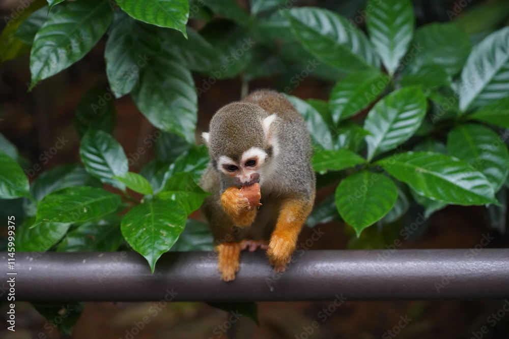 Obraz premium Central American squirrel monkey Primate