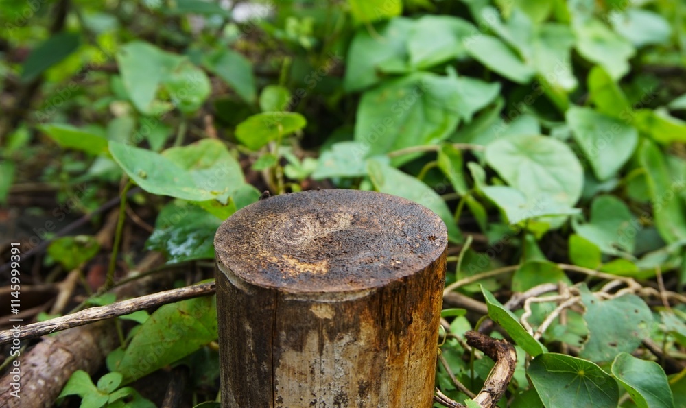 round piece of wood, pictured in the garden, suitable for advertising or product stands round piece of wood, pictured in the garden, suitable for advertising or product stands
