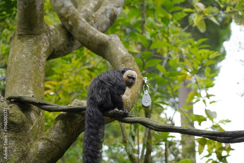The Saki monkey is a small to medium-sized primate known for its striking appearance and distinctive facial features.