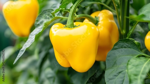 hydroponic yellow bell peppers cultivation in a greenhouse