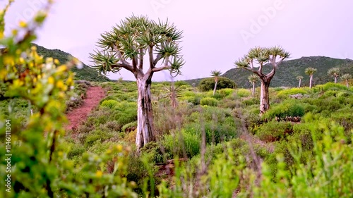 Slider shot reveals drought tolerant Quiver trees Aloe dichotoma in half-desert photo