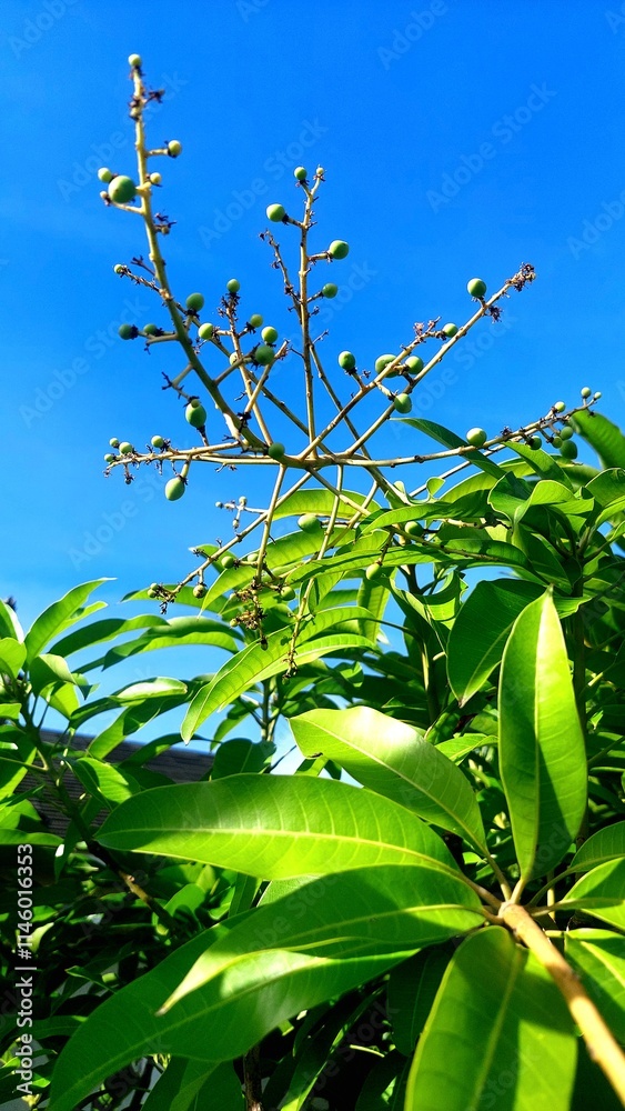 Obraz premium leaves and blue sky